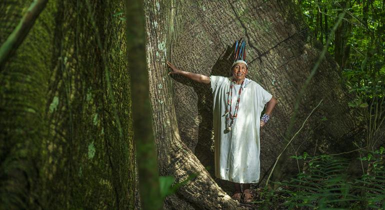 Journée des forêts : il est temps de mettre en place une gestion forestière « concrète et crédible », affirme le chef de l'ONU